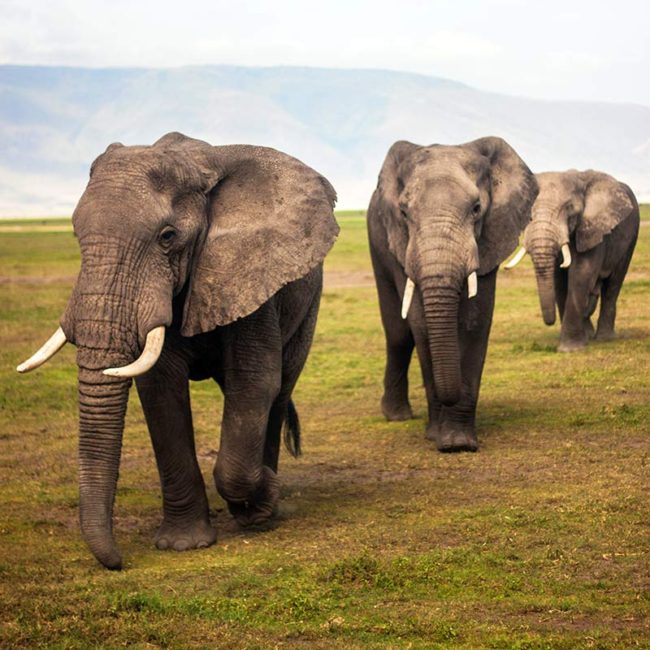 African Elephant - Endangered Species - Endangered Wonders