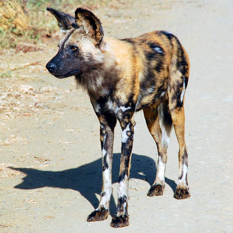 African-Wild-Dog-800x800-square-image-fo