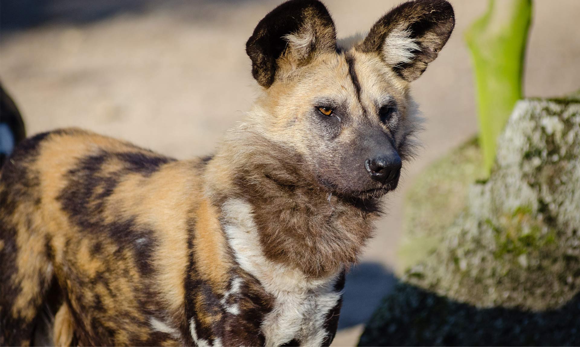 African Wild Dog - Endangered Species - Endangered Wonders