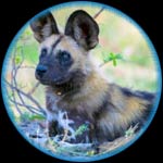 African Wild Dog Related Species