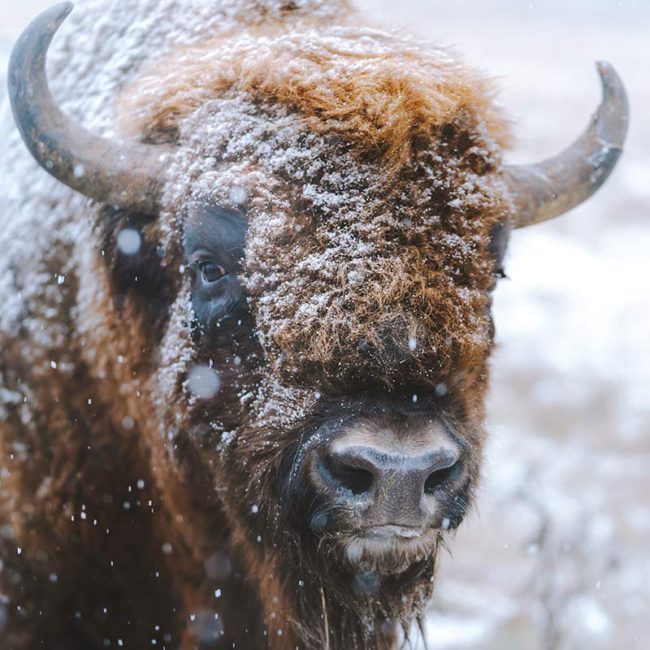 American Bison - Endangered Species - Endangered Wonders