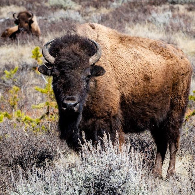 American Bison Endangered Species Endangered Wonders