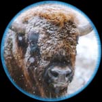 American Bison Related Species