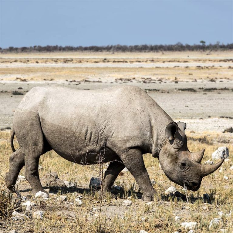 Black Rhinoceros - Endangered Species - Endangered Wonders