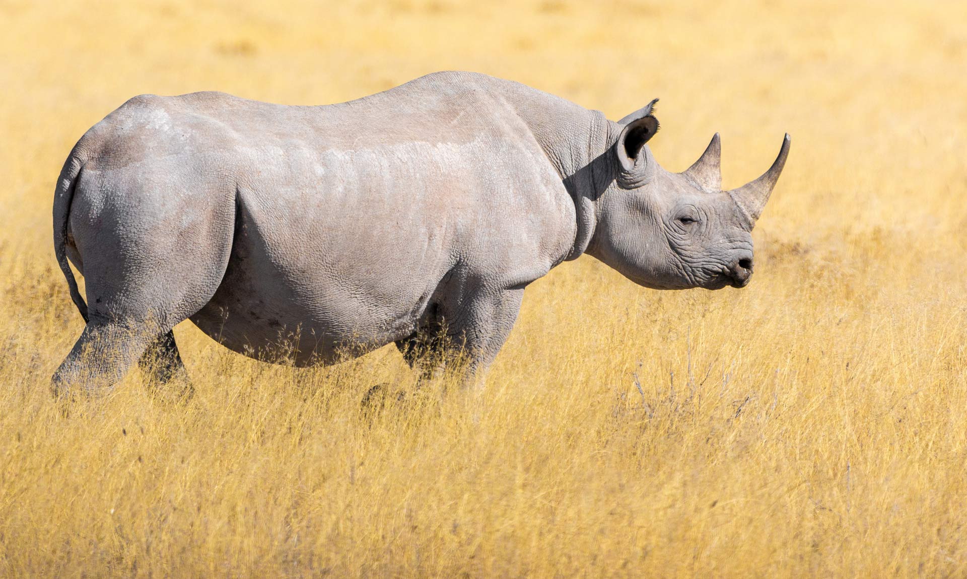 Black Rhinoceros Endangered Species Endangered Wonders