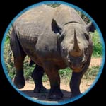 Black Rhino Related Species