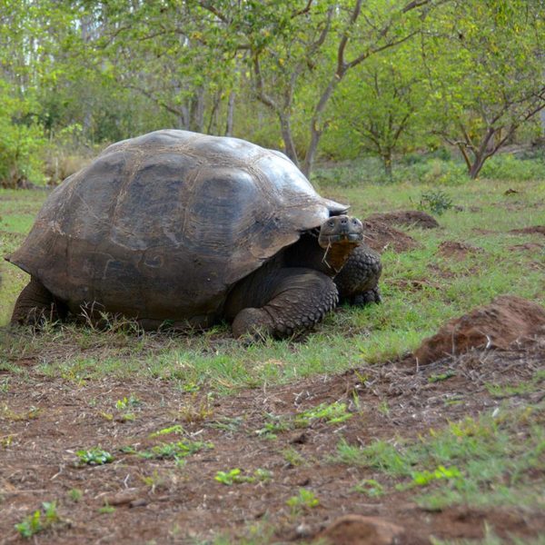 Galápagos National Park - Vital Ecosystems - Endangered Wonders