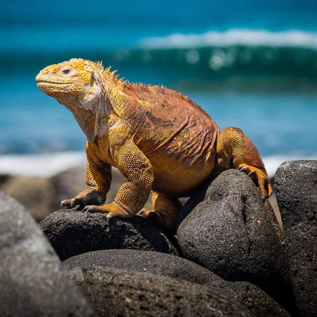 Galápagos National Park - Vital Ecosystems - Endangered Wonders