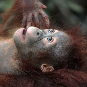 Critically Endangered Species of Gunung Leuser National Park
