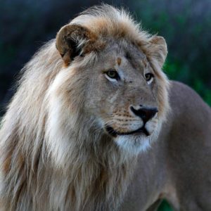 Lion - Endangered Species - Endangered Wonders