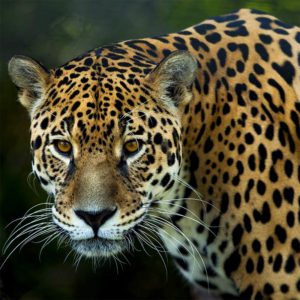 Facts About Pantanal Conservation Area