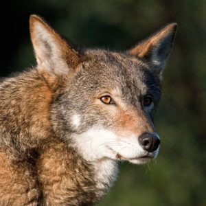 red wolf size