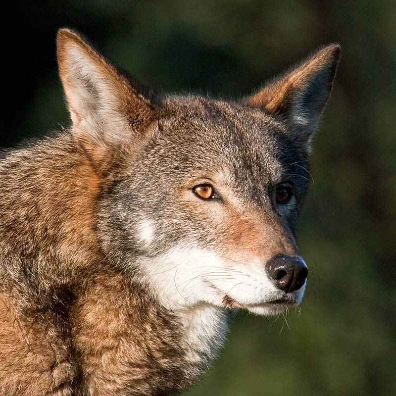 Red Wolf - Endangered Species - Endangered Wonders