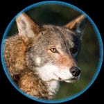 Red Wolf Related Species
