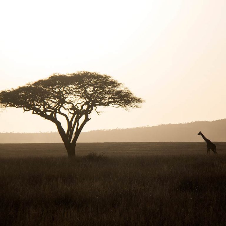 The Serengeti - Endangered Ecosystems - Endangered Wonders