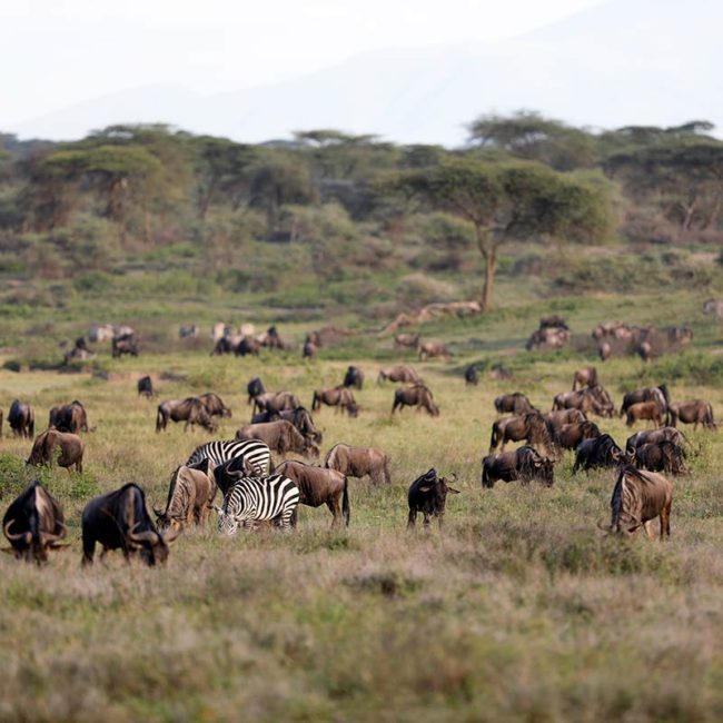 The Serengeti - Endangered Ecosystems - Endangered Wonders