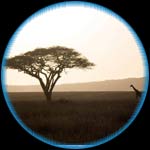 Serengeti Related Species