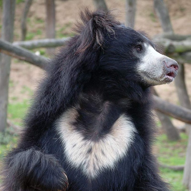 Sloth Bear - Endangered Species - Endangered Wonders