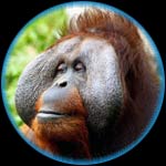 Tapanuli Orangutan Related Species