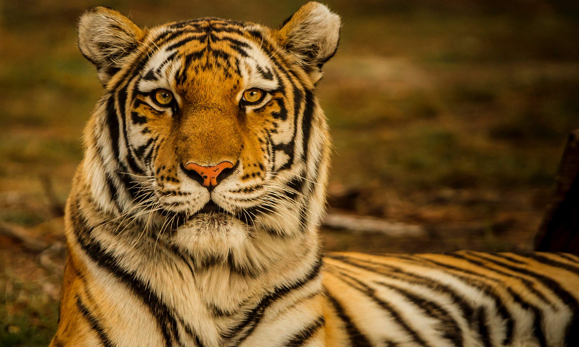 Tiger - Endangered Species - Endangered Wonders