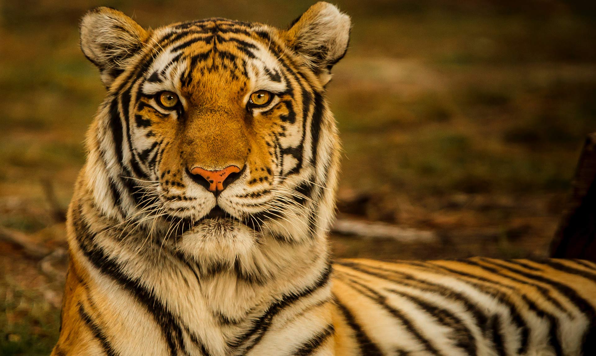 tiger-endangered-species-endangered-wonders