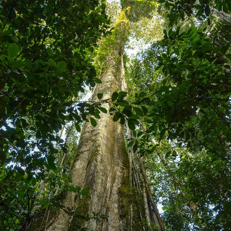 Yasuni National Park - Endangered Ecosystems - Endangered Wonders